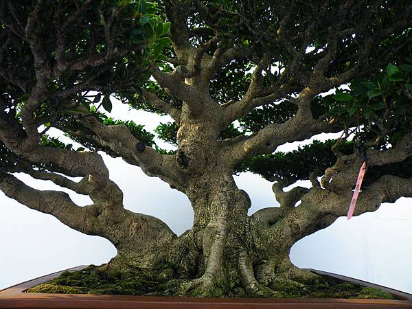 DSCF0043.JPG DSCF0043.JPG