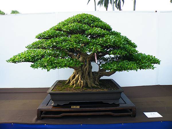 DSCF0045.JPG DSCF0045.JPG