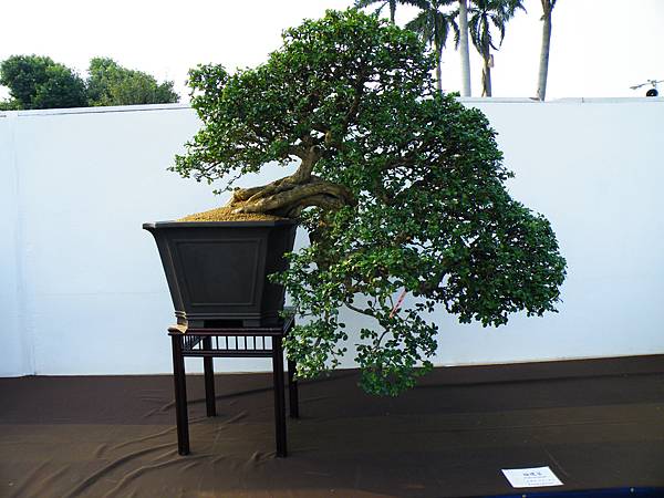 DSCF0049.JPG DSCF0049.JPG