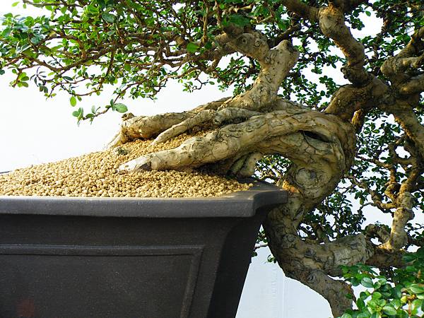 DSCF0050.JPG DSCF0050.JPG