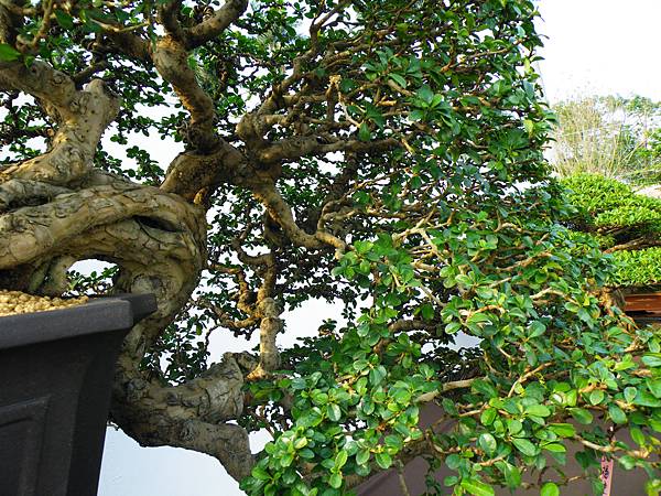 DSCF0051.JPG DSCF0051.JPG