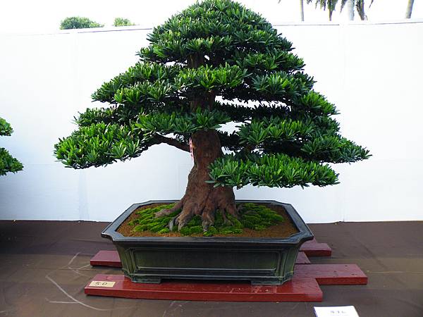 DSCF0052.JPG DSCF0052.JPG