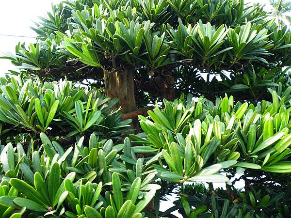 DSCF0056.JPG DSCF0056.JPG