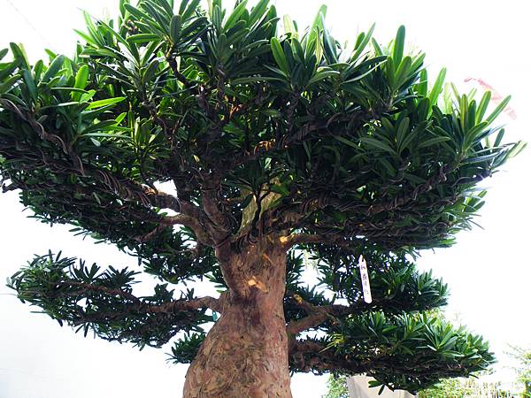 DSCF0057.JPG DSCF0057.JPG