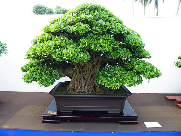 DSCF0058.JPG DSCF0058.JPG