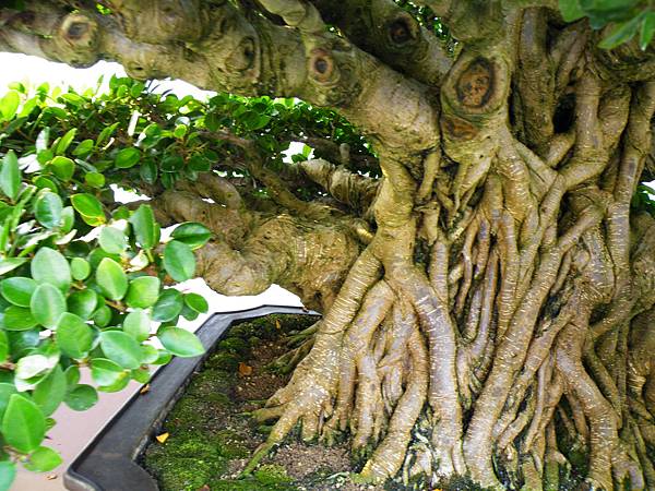 DSCF0061.JPG DSCF0061.JPG