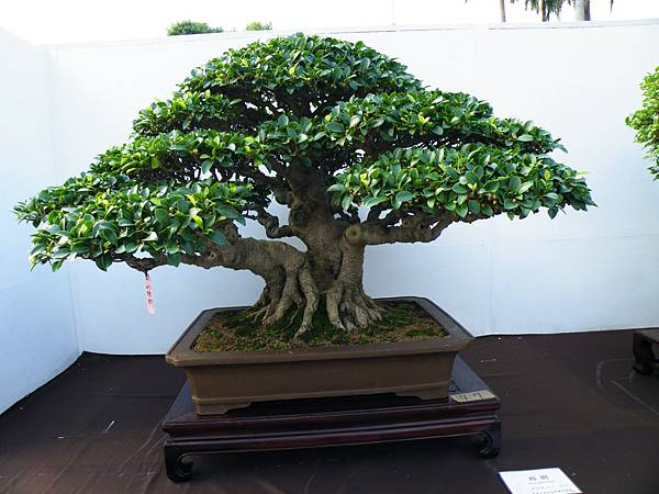 DSCF0068.JPG DSCF0068.JPG