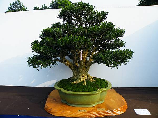 DSCF0071.JPG DSCF0071.JPG