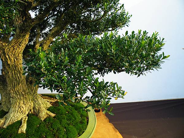 DSCF0074.JPG DSCF0074.JPG