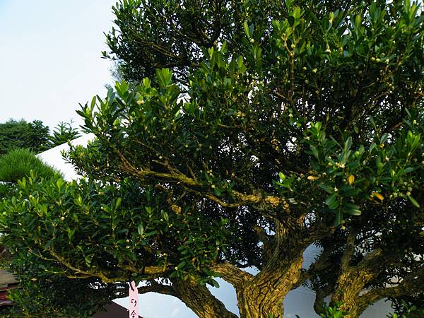 DSCF0075.JPG DSCF0075.JPG