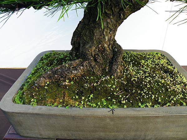 DSCF0077.JPG DSCF0077.JPG