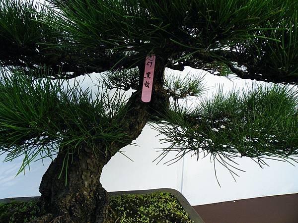 DSCF0078.JPG DSCF0078.JPG