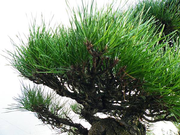 DSCF0080.JPG DSCF0080.JPG