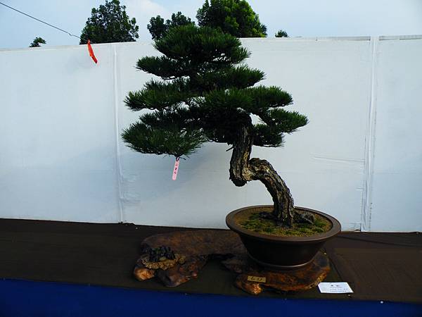 DSCF0081.JPG DSCF0081.JPG