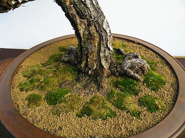 DSCF0082.JPG DSCF0082.JPG