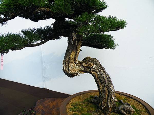 DSCF0083.JPG DSCF0083.JPG