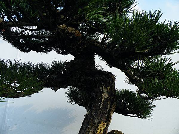 DSCF0084.JPG DSCF0084.JPG