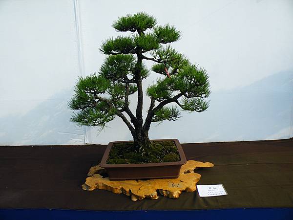 DSCF0085.JPG DSCF0085.JPG