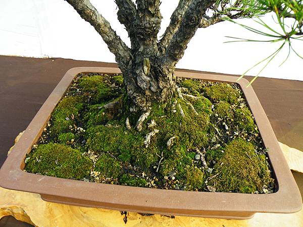 DSCF0086.JPG DSCF0086.JPG