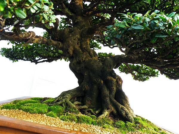 DSCF0090.JPG DSCF0090.JPG