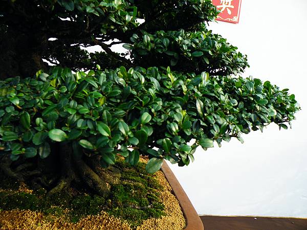 DSCF0091.JPG DSCF0091.JPG