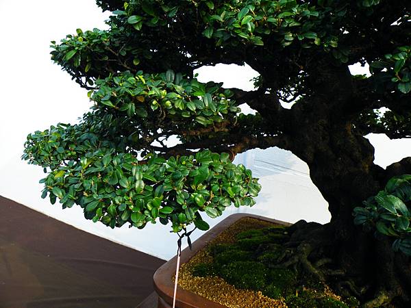 DSCF0092.JPG DSCF0092.JPG