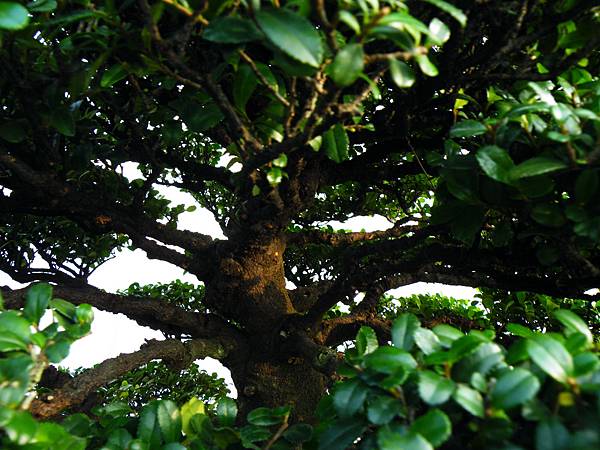 DSCF0093.JPG DSCF0093.JPG