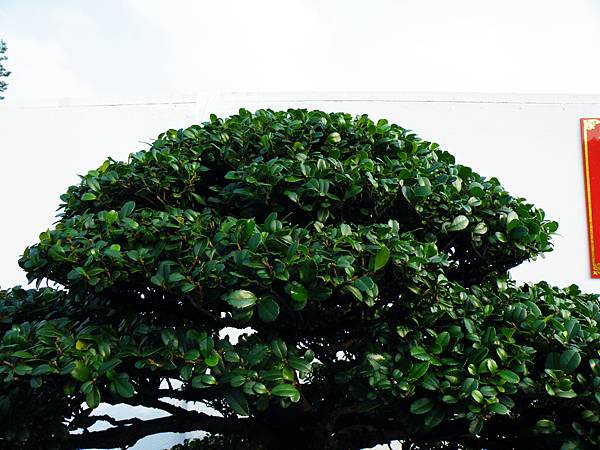 DSCF0094.JPG DSCF0094.JPG