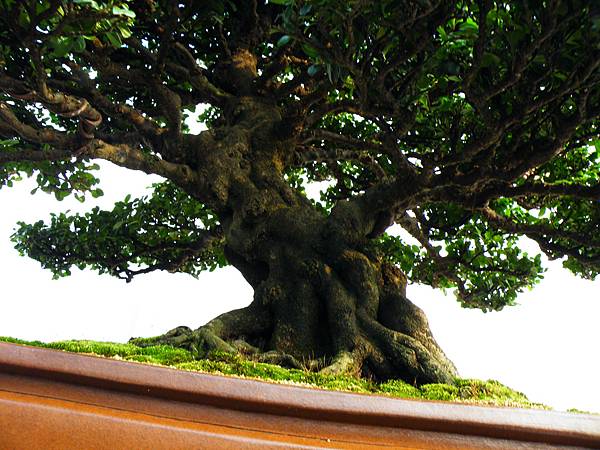 DSCF0095.JPG DSCF0095.JPG