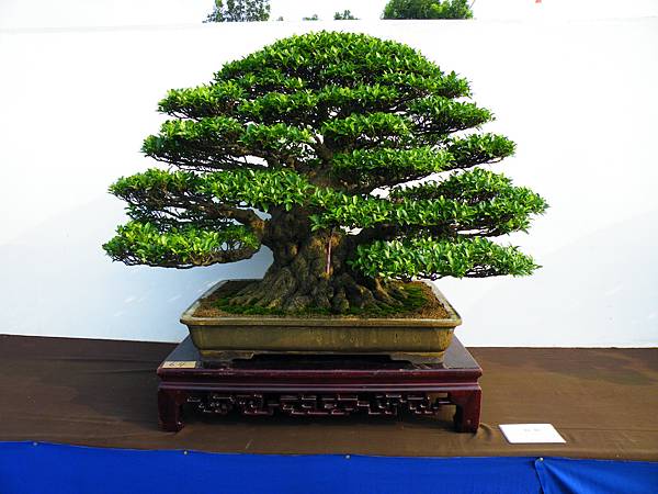 DSCF0096.JPG DSCF0096.JPG