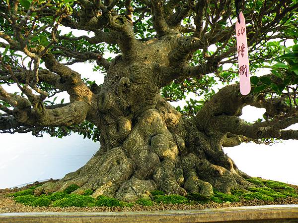 DSCF0098.JPG DSCF0098.JPG