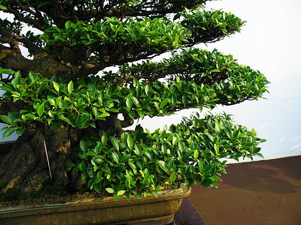 DSCF0099.JPG DSCF0099.JPG