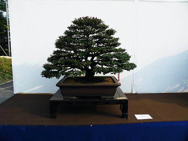 DSCF0104.JPG DSCF0104.JPG