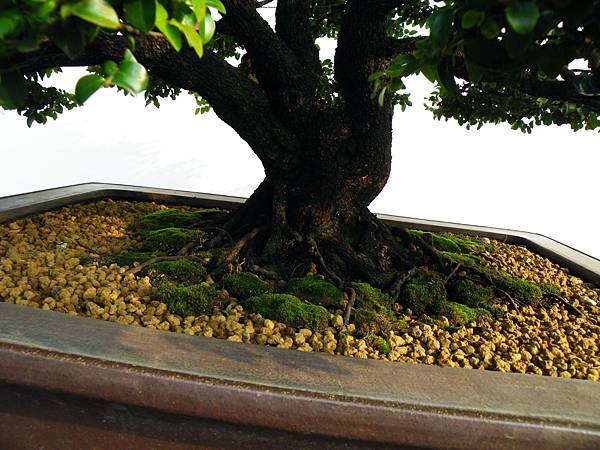 DSCF0105.JPG DSCF0105.JPG