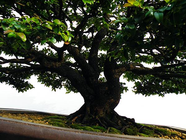 DSCF0106.JPG DSCF0106.JPG