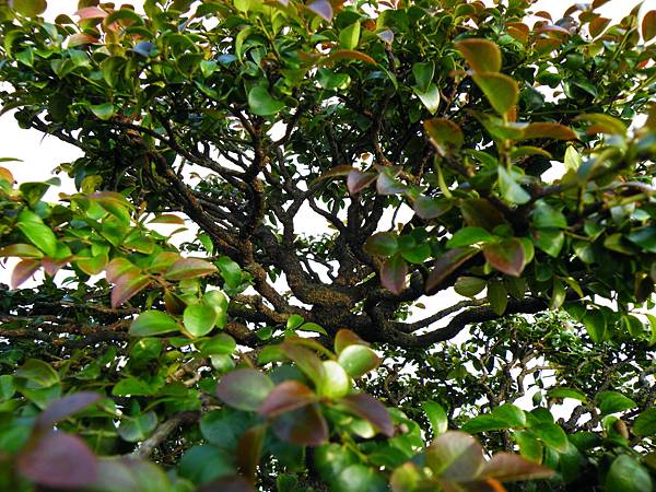 DSCF0107.JPG DSCF0107.JPG