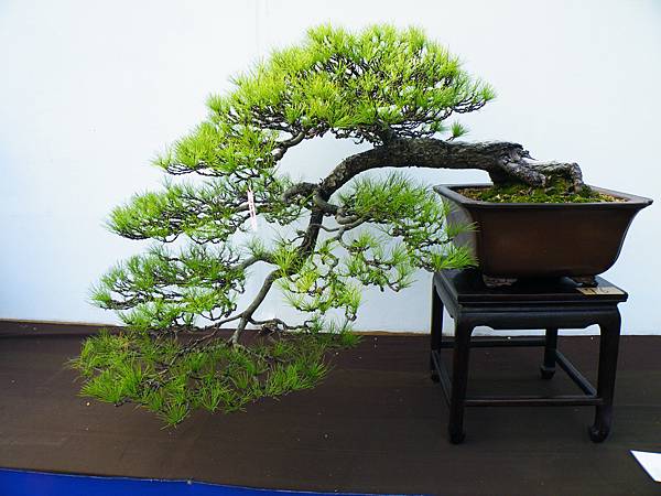 DSCF0108.JPG DSCF0108.JPG