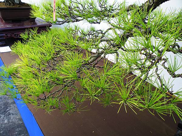 DSCF0110.JPG DSCF0110.JPG