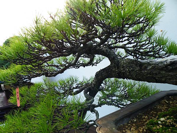 DSCF0111.JPG DSCF0111.JPG