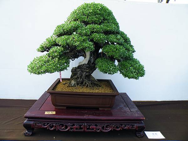 DSCF0113.JPG DSCF0113.JPG