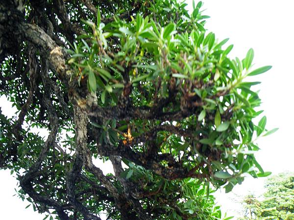 DSCF0116.JPG DSCF0116.JPG