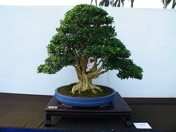 DSCF0117.JPG DSCF0117.JPG