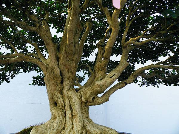 DSCF0119.JPG DSCF0119.JPG