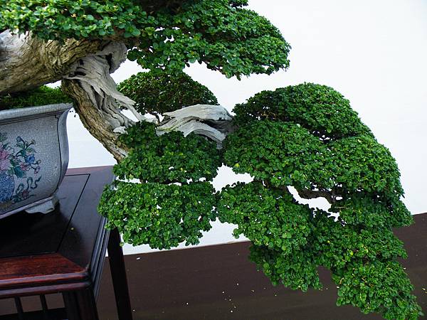 DSCF0125.JPG DSCF0125.JPG