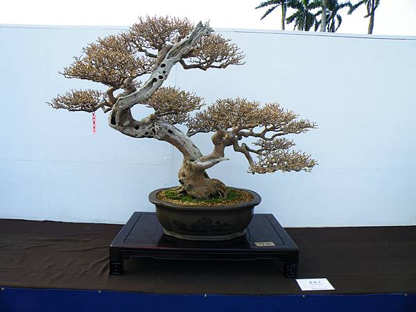 DSCF0127.JPG DSCF0127.JPG