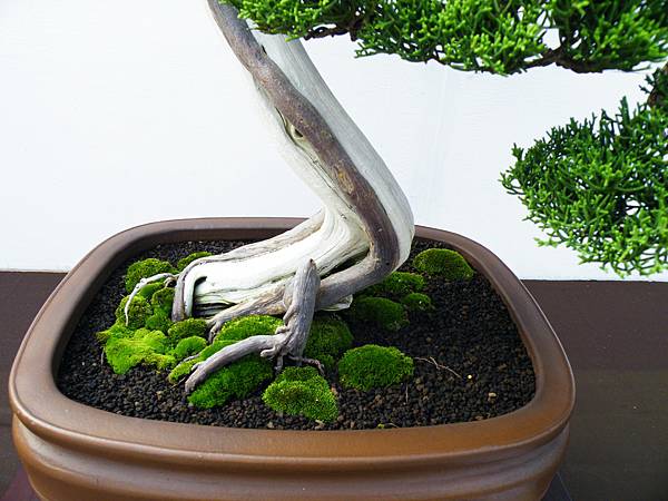 DSCF0132.JPG DSCF0132.JPG