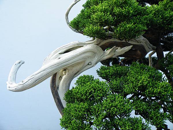 DSCF0133.JPG DSCF0133.JPG