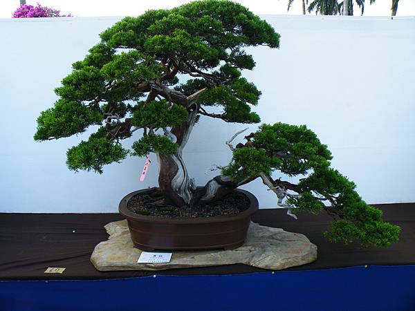 DSCF0135.JPG DSCF0135.JPG