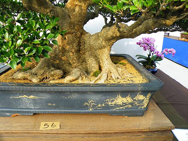 DSCF0140.JPG DSCF0140.JPG