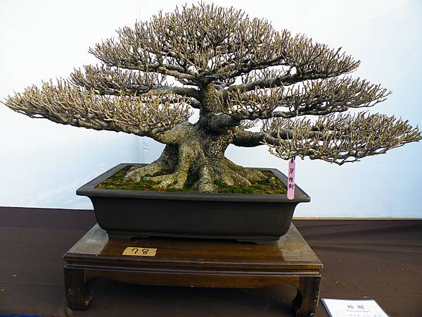 DSCF0144.JPG DSCF0144.JPG